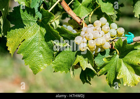 Bio weiße Trauben im Herbst. Reife Trauben an einem Weinstock hängen. Weinberge bei Sonnenuntergang im Herbst Ernte. Stockfoto