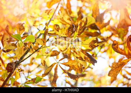 Autumn Colored chestnut Leaves Stockfoto