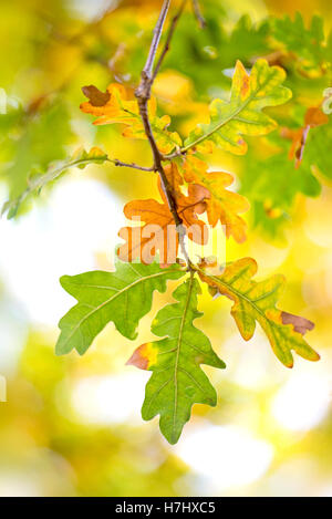 Im Herbst farbige englische Eichenlaub Aufnahme in der Herbstsonne auf einem weichen Hintergrund. Stockfoto