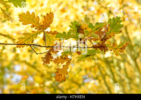Im Herbst farbige englische Eichenlaub Aufnahme in der Herbstsonne auf einem weichen Hintergrund. Stockfoto
