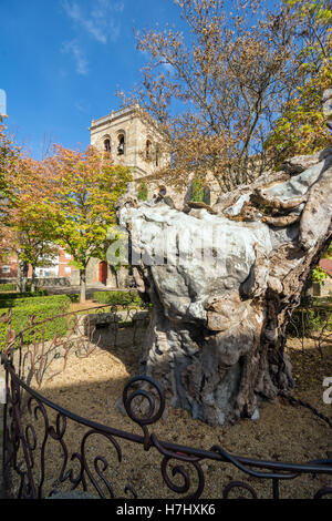 SORIA, Spanien – 2. November 2016: Trockene Elm. Die hundertjährigen Baum, krank und schmachtend vor der Kirche von El Espino inspiriert Stockfoto