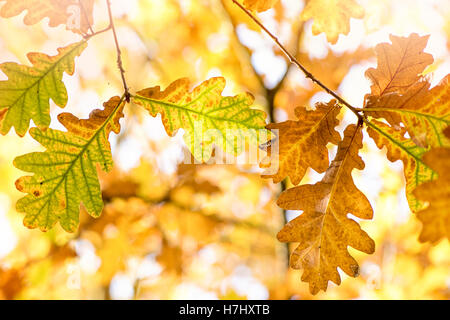Im Herbst farbige englische Eichenlaub Aufnahme in der Herbstsonne auf einem weichen Hintergrund. Stockfoto