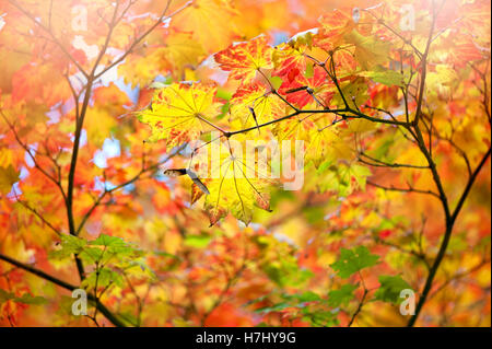 Herbst-farbigen gelbes Blatt Stockfoto