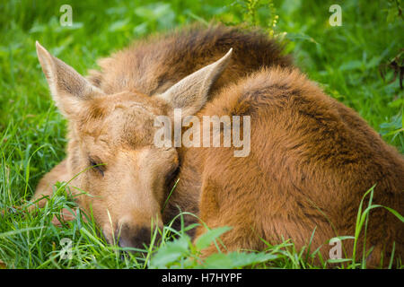 Ein junger Elch Kalb schlafen im Rasen Stockfoto