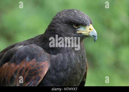Harris Hawk in sitzender pose Stockfoto