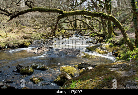 Der Osten Okement flussaufwärts von Okehampton, am nordwestlichen Rand von Dartmoor Stockfoto