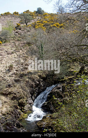 Wasserfall am East Okement River flussaufwärts von Okehampton, am nordwestlichen Rand von Dartmoor Stockfoto