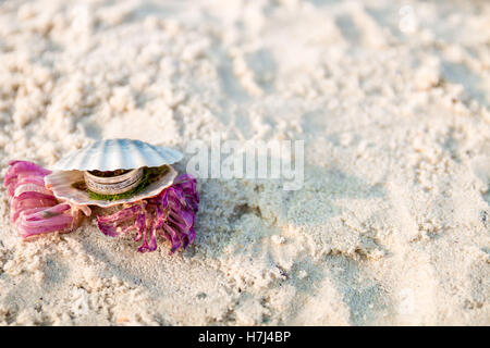 Verlobungsring in offene Muschel am Ocean Beach. Rahmen. Stockfoto