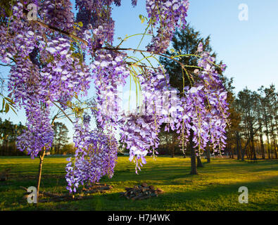 Lila Glyzinien hängenden Trauben Blüten im Frühjahr Stockfoto, Bild
