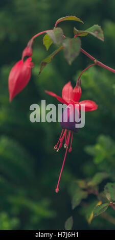 Irische Fuschia Blumen wachsen in freier Wildbahn. Stockfoto