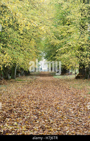 Herbstliche Allee von Linden in Shipton unter Wychwood wilden Garten und Wald, Oxfordshire, England Stockfoto