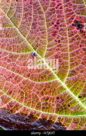 Rodgersia Podophylla. Rodgers' Bronze-Blatt Pflanze Farbwechsel im Herbst Stockfoto