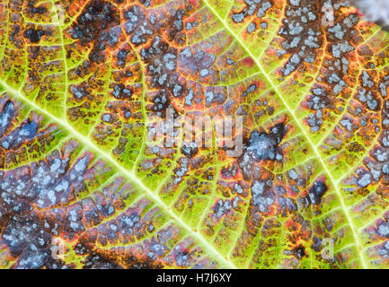 Rodgersia Podophylla. Rodgers' Bronze-Blatt Pflanze Farbwechsel im Herbst Stockfoto