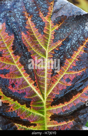 Rodgersia Podophylla. Rodgers' Bronze-Blatt Pflanze Farbwechsel im Herbst Stockfoto