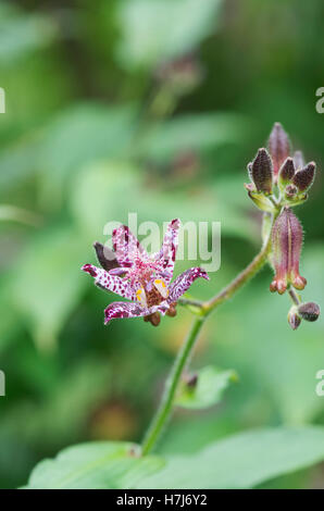 Tricyrtis Hirta "Taiwan Atrianne". Kröte Lilie Blume Stockfoto