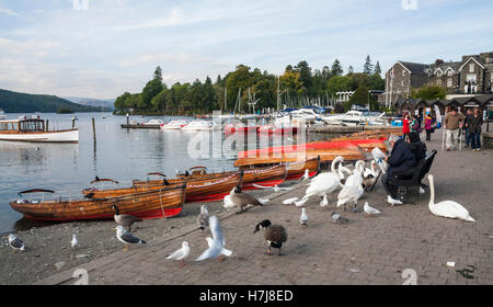 Bowness auf Windermere im Lake District National Park, Cumbria, zeigen Menschen, die Fütterung von Schwänen und Enten am See Stockfoto