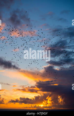 Schwärme der Stare fliegen in einem hellen Gelb Sonnenuntergang Himmel in den wilden Atlantik Weg Stockfoto