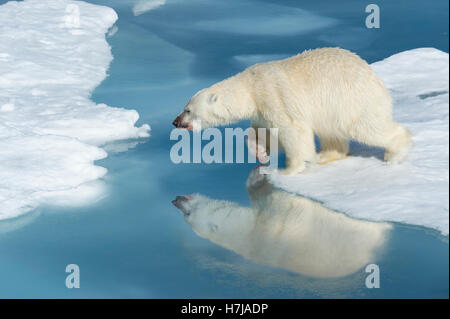 Männlichen Eisbären (Ursus Maritimus) mit Blut auf seine Nase und Bein Starrting springen über Eisschollen und blaues Wasser, Spitzbergen Stockfoto