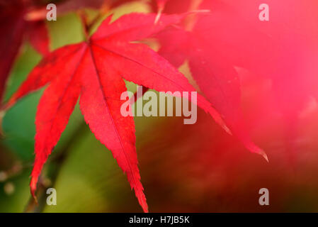 Acer Palmatum Osakazuki, japanischer Ahorn. Stockfoto