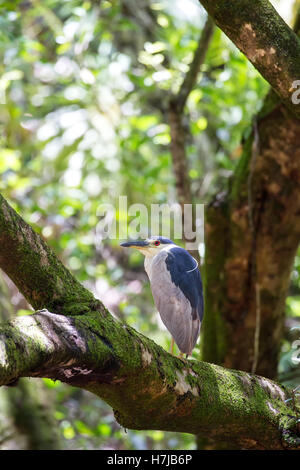 Schwarz-gekrönter Nachtreiher (Nycticorax Nycticorax) sitzt in einem Baum in Waimea Valley auf Oahu, Hawaii, USA. Stockfoto