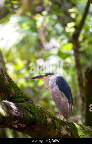 Schwarz-gekrönter Nachtreiher (Nycticorax Nycticorax) sitzt in einem Baum in Waimea Valley auf Oahu, Hawaii, USA. Stockfoto