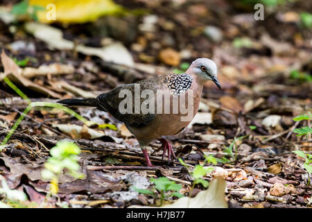 Gefleckte Taube (Spilopelia Chinensis) in Waimea Valley auf Oahu, Hawaii, USA. Stockfoto