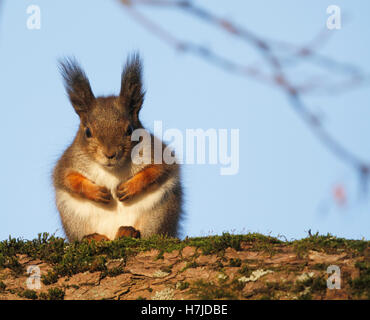 Eichhörnchen Sciurus Vulgaris, sitzt auf einem Ast in Turku in Finnland Stockfoto