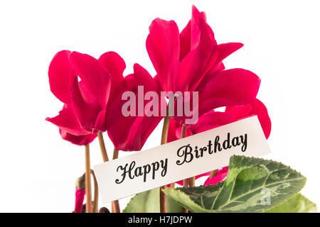 Happy Birthday Card mit Bouquet von Cyclamen. Stockfoto