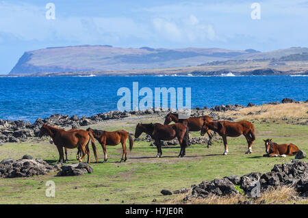 Wildpferde an der Küste in Osterinsel, Chile Stockfoto