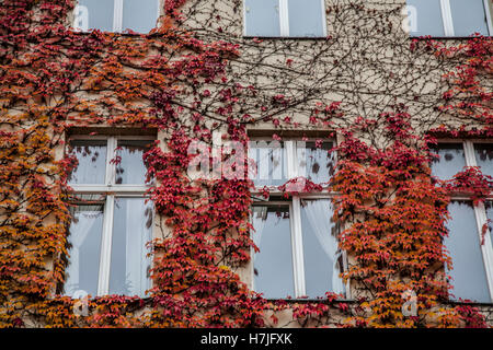 Orange und rote Ivy hängen an einer Wand mit Fenstern Stockfoto