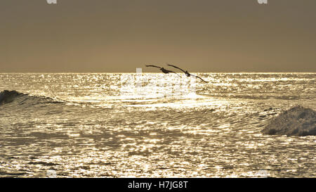 Pelikane fliegen über das Meer bei Sonnenuntergang Stockfoto
