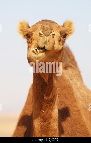 Kamel in der Wüste in Amman, Jordanien Stockfoto