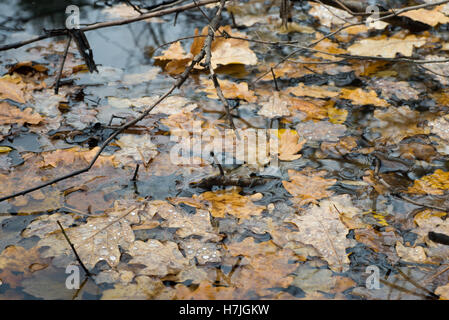 nasses Herbstlaub im Wald selektiven Fokus Stockfoto