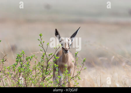 Springbock Doe stehen hinter einem kleinen Busch Stockfoto