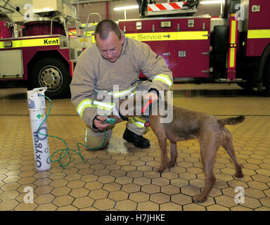 Feuerwehrmann Glenn Emery von Kent Feuer und Rettung Service demonstriert eine tierfreundliche Sauerstoffmaske mit Terrier Hardy, als der Dienst sie installiert hat auf jedes Feuerwehrauto und an jeder Feuerwache in der Grafschaft zu Tieren lodert überleben zu helfen. Stockfoto