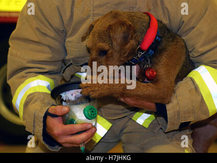 Feuerwehrmann Glenn Emery von Kent Feuer und Rettung Service demonstriert eine tierfreundliche Sauerstoffmaske mit Terrier Hardy, als der Dienst sie installiert hat auf jedes Feuerwehrauto und an jeder Feuerwache in der Grafschaft zu Tieren lodert überleben zu helfen. Stockfoto