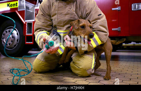 Feuerwehrmann Glenn Emery von Kent Feuer und Rettung Service demonstriert eine tierfreundliche Sauerstoffmaske mit Terrier Hardy, als der Dienst sie installiert hat auf jedes Feuerwehrauto und an jeder Feuerwache in der Grafschaft zu Tieren lodert überleben zu helfen. Stockfoto