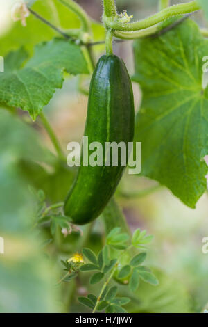 Einheimische Gurke im Küchengarten, Blätter, Zuteilung Stockfoto