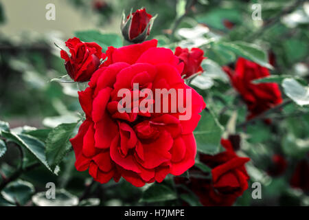 Rote Rosen hautnah. Hintergrund. Stockfoto