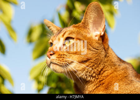 Abessinier Katze Stockfoto