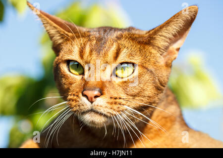 Abessinier Katze Stockfoto