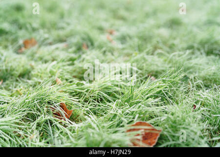 herbstliche Ahornblätter auf dem Rasen Stockfoto