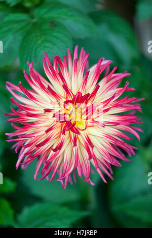 Nahaufnahme einer 'Weston Spanish Dancer' Dahlie in Blume, Großbritannien Stockfoto