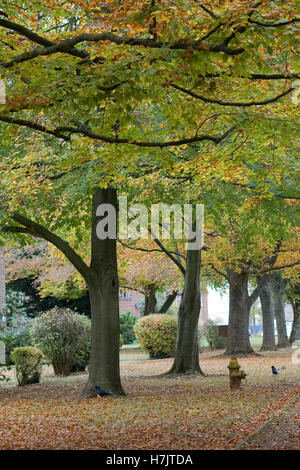 Gemeinsamen Linden, Tilia X europaea im Herbst Stockfoto