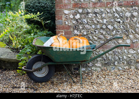 Große Halloween-Kürbisse in eine grüne Schubkarre Stockfoto