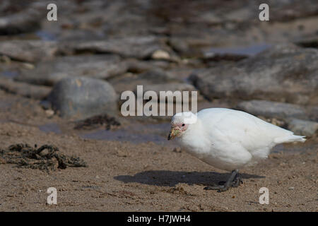 Blass-faced Scheidenschnabel (Chionis Albus) Stockfoto