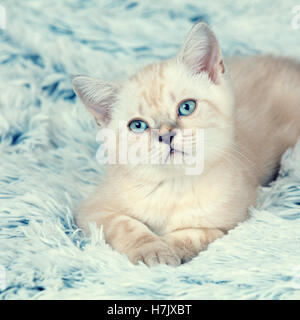 Niedliche kleine Kätzchen auf die weiche, flauschige blaue Decke liegend Stockfoto