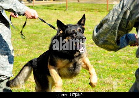 Soldat der US-Dog Handler hemmt seine militärische Zusammenarbeit Schäferhund vor angreifenden während eine kontrollierte Aggression Übung bei Hurlburt Field 4. März 2010 in Mary Esther, Florida. Stockfoto