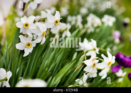 Narzisse Blumen in das natürliche Licht Stockfoto
