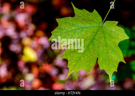 Ahornblatt in natürlichem Licht Stockfoto